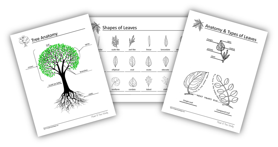 Plants & Trees Nature Study Notebooking Pages