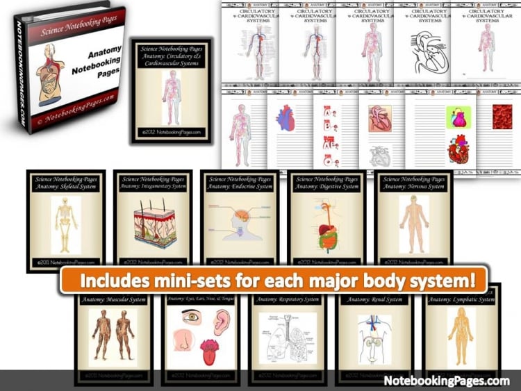 This is a human skeleton study guide. We are focusing on the skeleton. We learned so much! In this post, you will take part of all the fun we had learning about bones and how our skeletons hold us up.