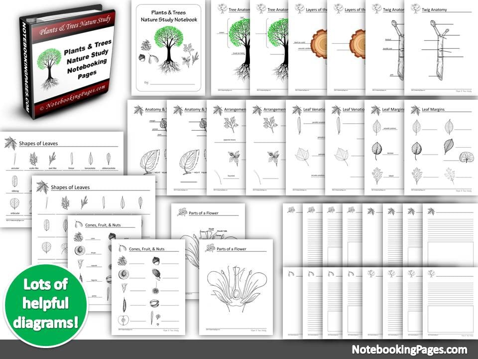 Nature Study Notebooking Pages – Plants and Trees Basic Study ...