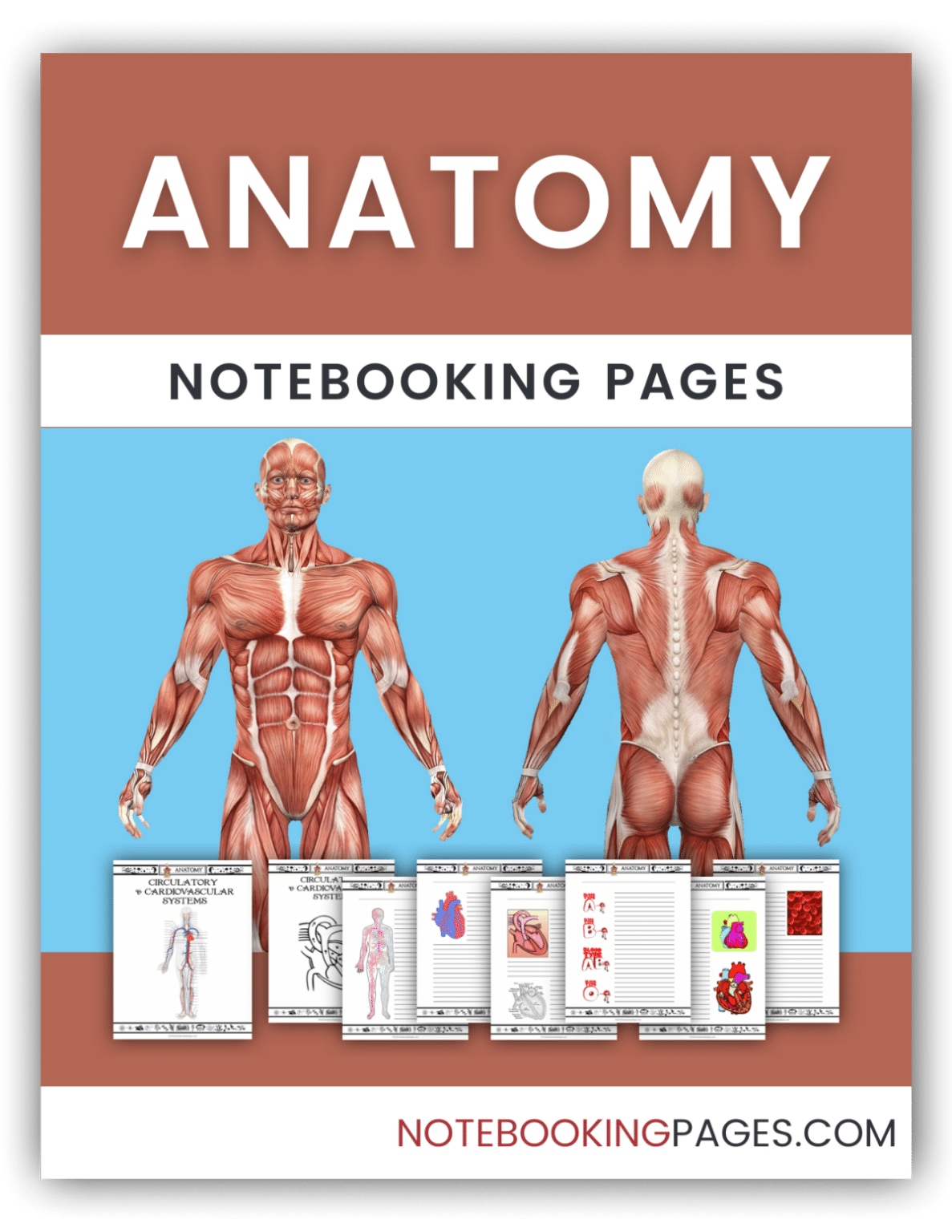 Anatomy Notebooking Pages - NotebookingPages.com